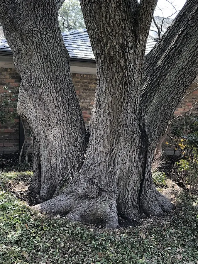 Mature heritage tree close to a Duquesne property cared for by certified arborists